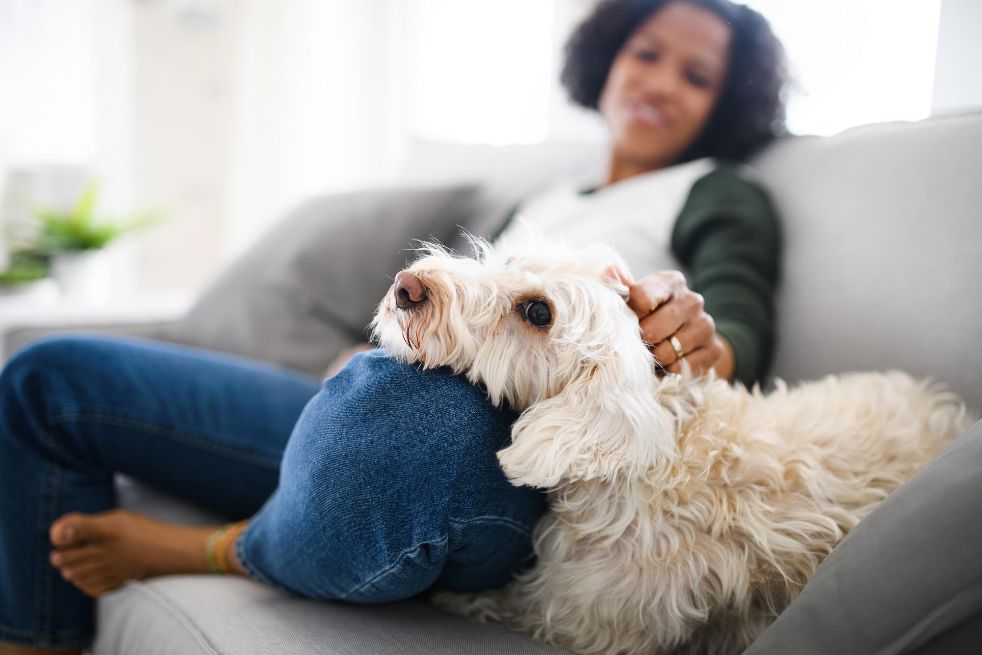 Pets and Rentals – What Landlords & Tenants Need to Know